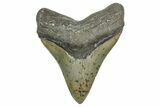 Serrated, Fossil Megalodon Tooth - North Carolina #373111-1